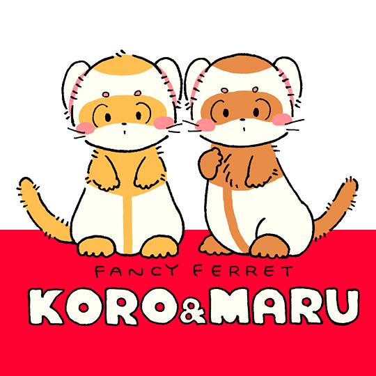 fancy ferret KORO&MARU 封面